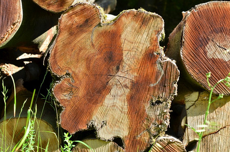落下戒指自然林中砍伐的树苗图片