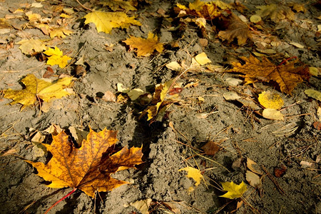 九月秋天砂上黄色的干叶片和白树户外图片