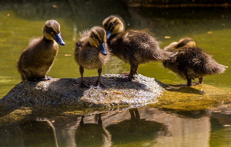 在池塘的岩石上鸭子团体鸟常设图片