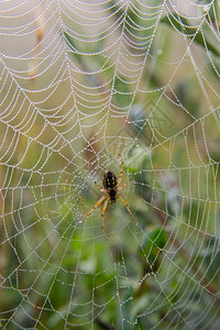 联系丝绸早上有露水的蜘蛛网晶图片