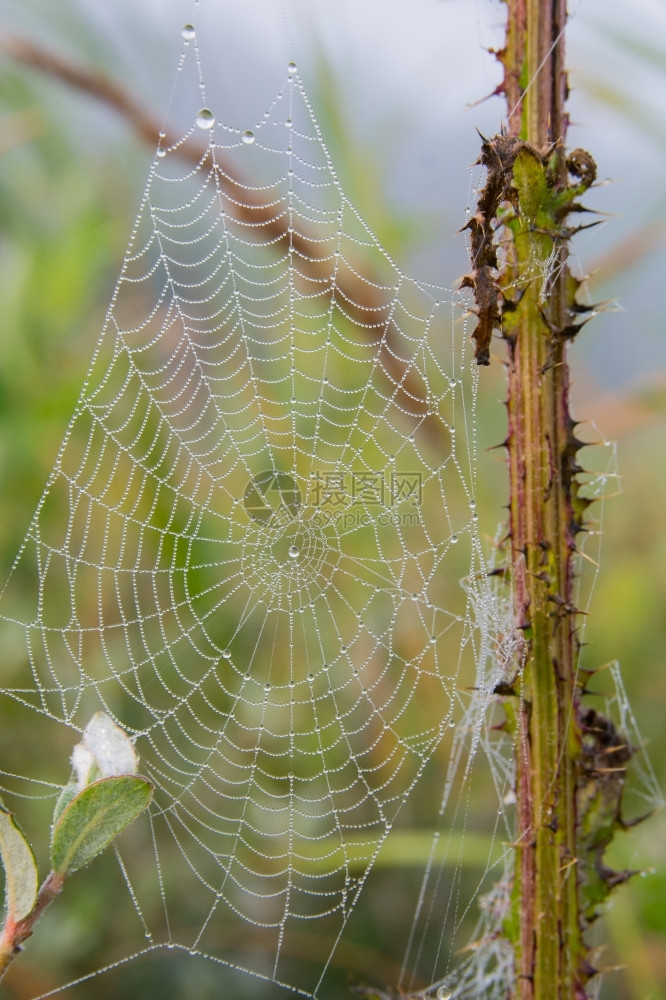 植物早晨上有露水的蜘蛛网昆虫图片