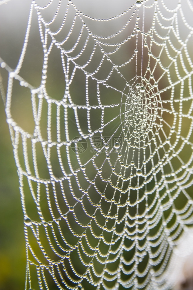 降低天气早上有露水的蜘蛛网细节图片