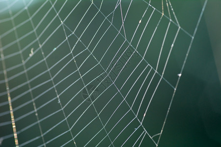 丝绸早上有露水的蜘蛛网络早晨图片