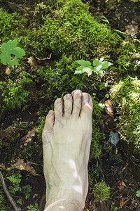 地面赤脚对森林中苔西表面的空观察自然裸图片