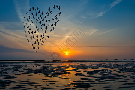 鸟的脚影在海上飞翔日出以心的形式插图婚礼鸟类图片