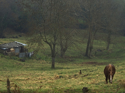 老的树木站在和旧棚子旁边的绿草地上吃马放牧图片