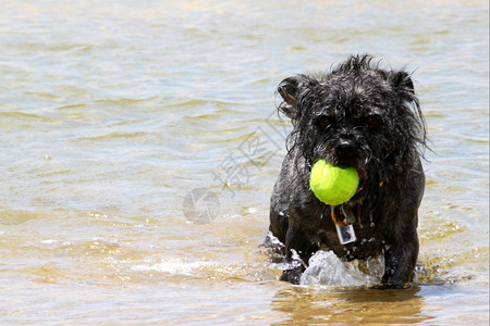 黑色的水宠物小狗玩黄网球图片