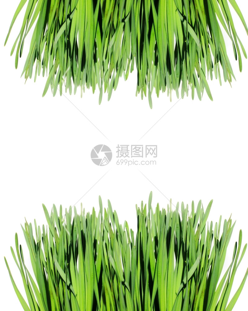 白色背景的绿草边框架新鲜白色的植物图片