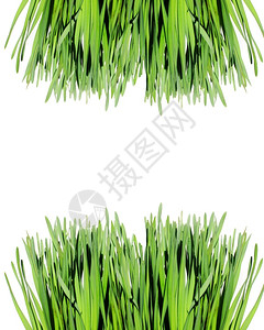 白色背景的绿草边框架新鲜白色的植物背景图片