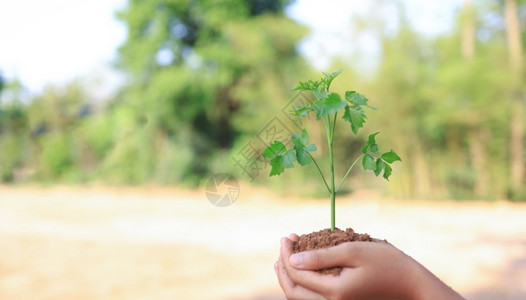 商业增长概念自然树木增长概念园艺地面新的图片