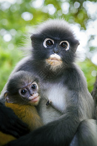 叶子猴和抱中的孩胸部生活图片