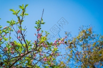 桃花树特写园美丽的生长图片