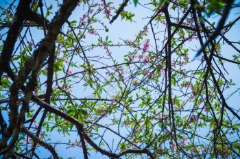 芽粉色的果园桃花树特写图片