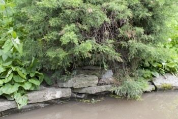 石头户外池塘岸边的有上吊树木的水自然图片