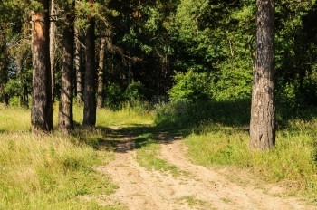 旅游植被夏季森林中松树干之间的乡村土路宁静图片