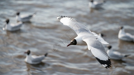季节海鸥在洋上空飞翔荒野水图片