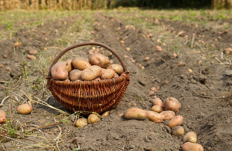 农业在篮子中收获土豆桩成图片