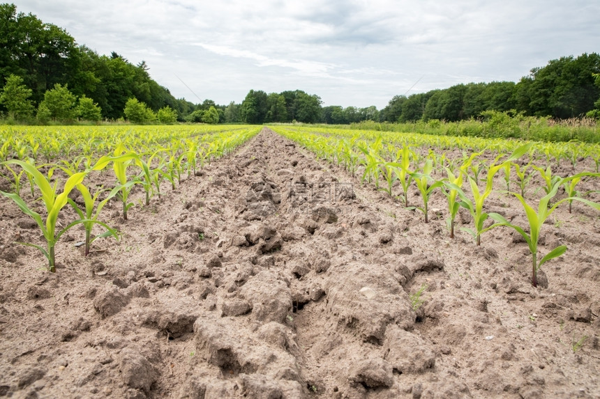 迈斯玉米田沙土里有一排玉米植物营养春天图片