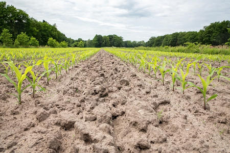 迈斯玉米田沙土里有一排玉米植物营养春天背景图片