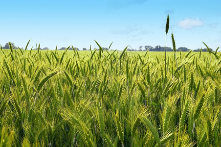 字段中间自然黑麦在夏日中开始成熟了图片