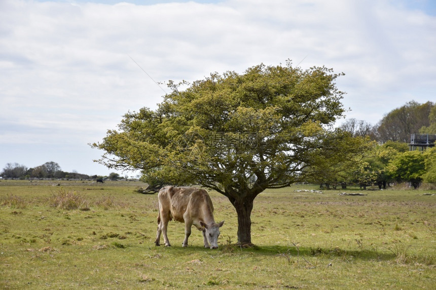 户外孤独在瑞典奥兰岛的一片大草原上单树割牛预订图片