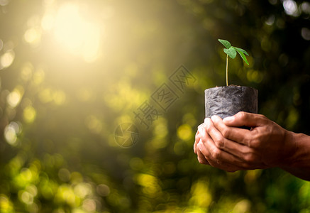 土壤中新苗种子发芽土壤苗在幼袋中生长而男子则手牵种植设计图片