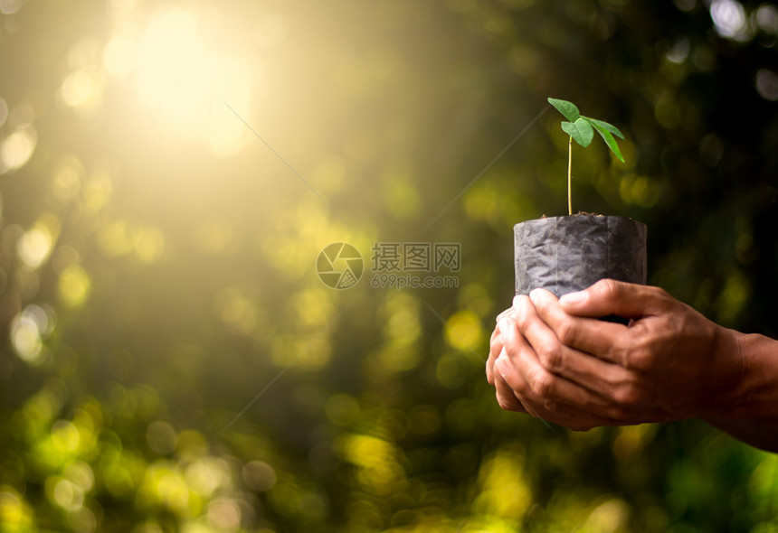 人们苗在幼袋中生长而男子则手牵种植农业给予图片