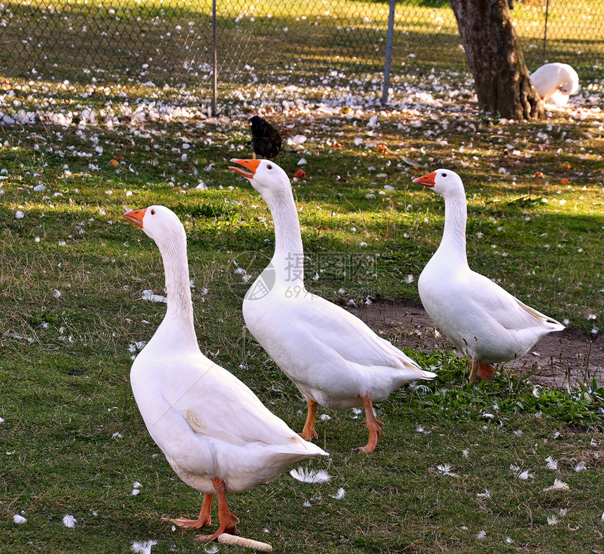 动物福利中的家庭鹅湖喙圣诞节图片