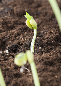 生长文化在农田肥沃的土壤中收获新鲜豆类春季特端初盛芽环境图片