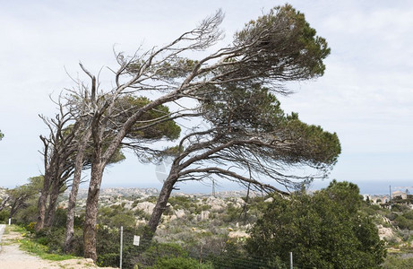 写实风松树马达莱纳岛上的树木因为经常有强风而从同一个方向弯曲马达莱纳岛上的树木在风中马达莱纳岛上的树木强自然西方背景