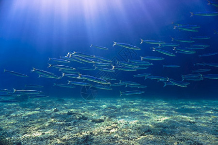 热带阳光下的鱼群梭披岛屿图片