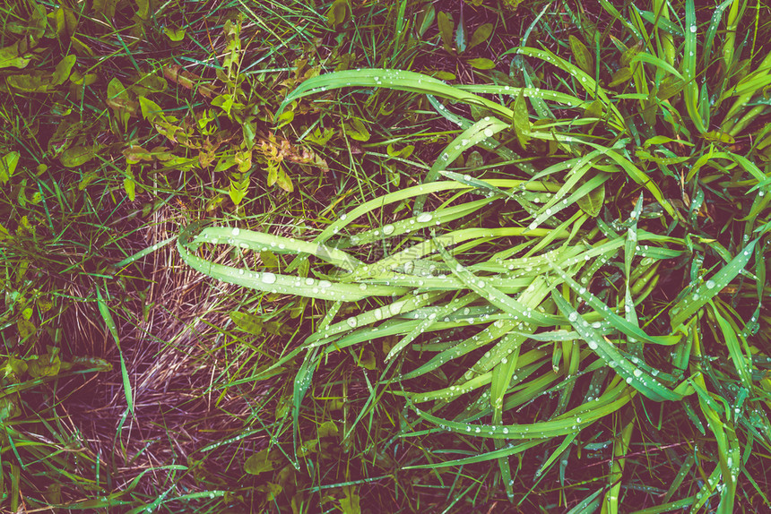 生长场地植物以露珠为背景的绿草图片