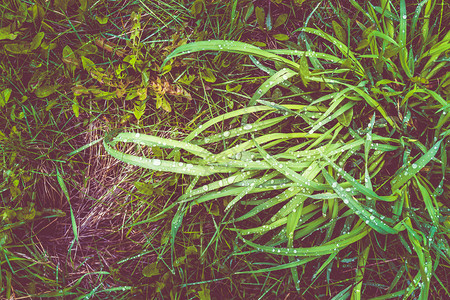 生长场地植物以露珠为背景的绿草图片