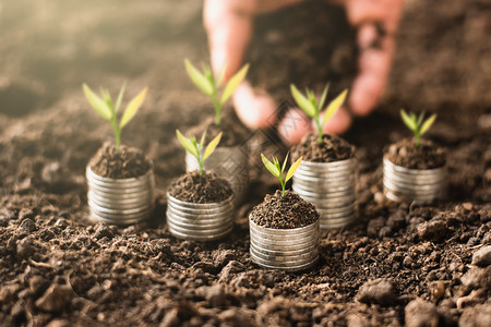 投资美元树苗幼生长在堆积肥沃土壤上的硬币图片