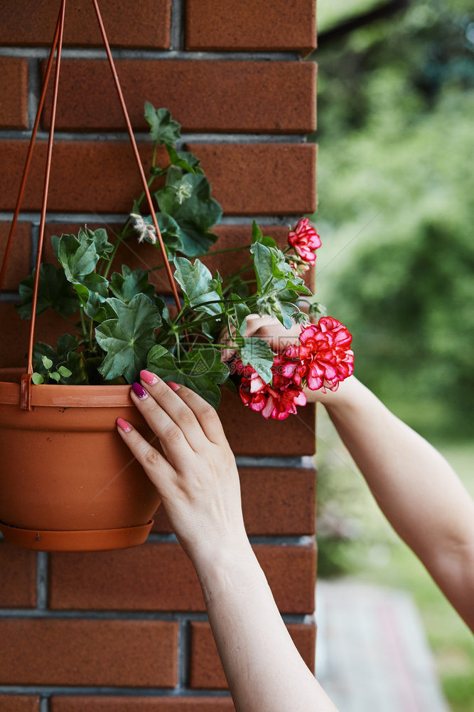 播种机在花盆里安排朵的女人挂在院子里的Candid人身上真实的时刻情况绿色在职图片