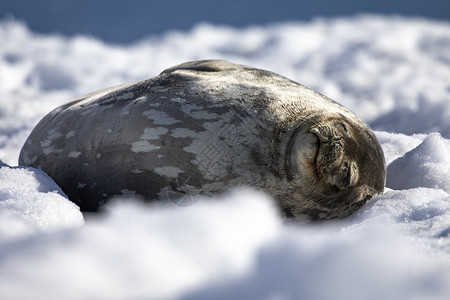 韦德尔海豹梦可爱的海豹躺在白雪中睡着时笑闭上嘴白色的威德尔背景