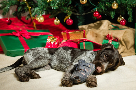 动物打猎玩鞋圣诞树和本底礼物的德国有线带头发的指针小狗刚毛图片