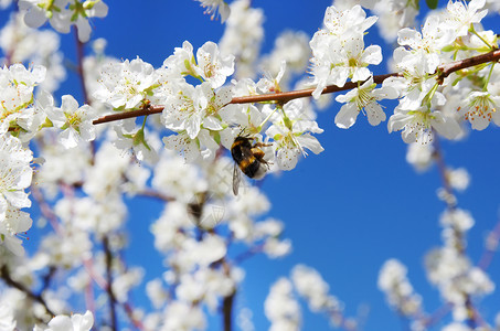农业在花树上的白蜜蜂细节盛开图片