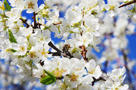 花的在树上白蜜蜂春天细节图片