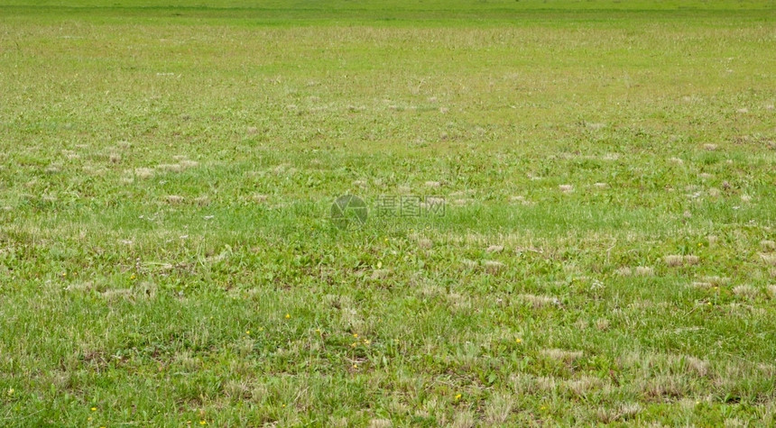绿草原背景射出45度角绿化叶子色图片