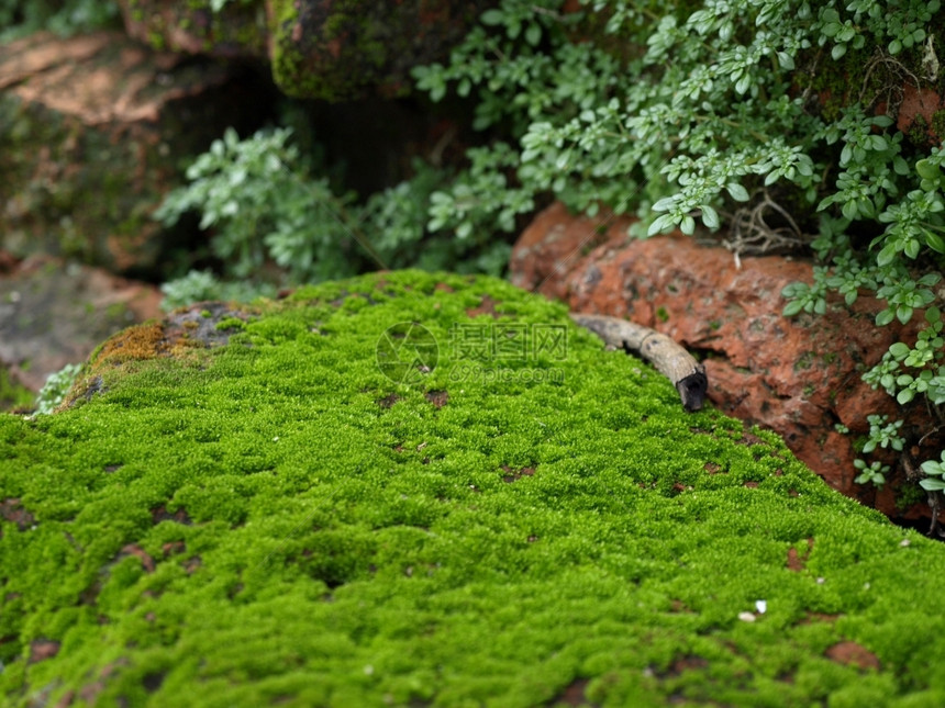 新鲜的植物自然界中绿苔和叶的美丽石头色图片