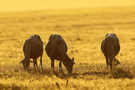 绿色农场牧羊群在草地上放牧美丽的橙色黎明之光日落图片
