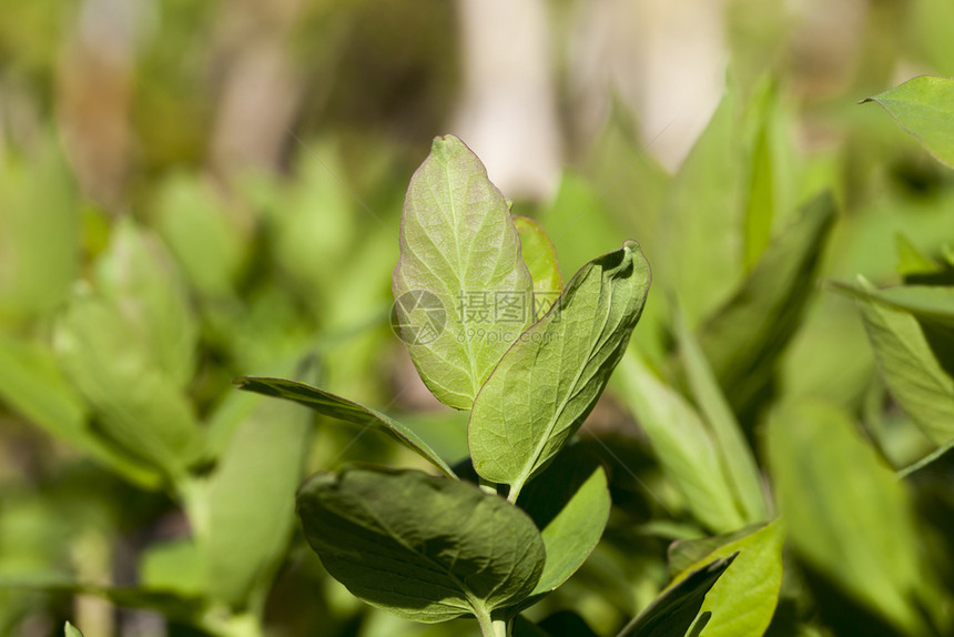 植物年轻的苗圃树丛绿叶照片和其他树上绿色叶春季照片中的其他树相片图片