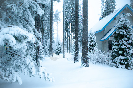 冬天美丽的季森林和被雪覆盖的房屋地风景中的松树林和旅行白色的图片