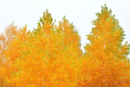 天气黄色的秋下雨黄叶落在城里的秋天丰富多彩图片