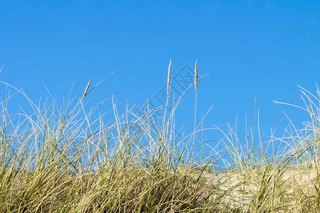 刀片沙丘草过敏天空哈姆图片