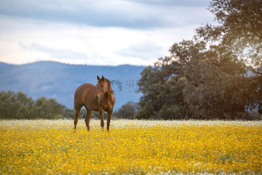 骘自由的马在盛开草地上与黄色的花朵风景优美天图片