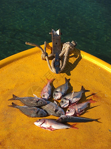 捕鱼后在船上清洗新鲜鱼的干净娱乐退休狭鳕图片