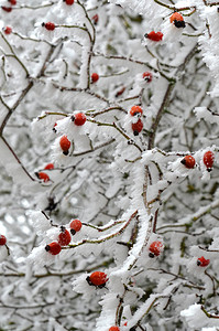 冷冻茶冬天灌木丛的玫瑰臀部头高清图片