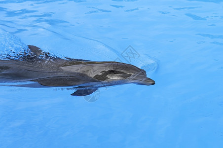 水中游泳的海豚图片